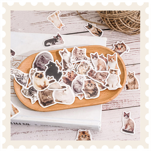 Set de pegatinas para selfies de gatitos